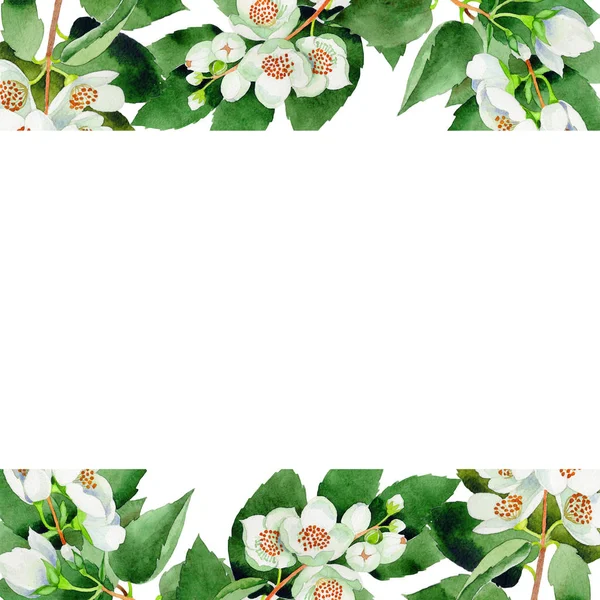 Wildflower Chubushnik kwiat farme w stylu przypominającym akwarele na białym tle. — Zdjęcie stockowe