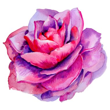 Kır çiçeği Şakayık, izole bir suluboya tarzında camelia çiçek.