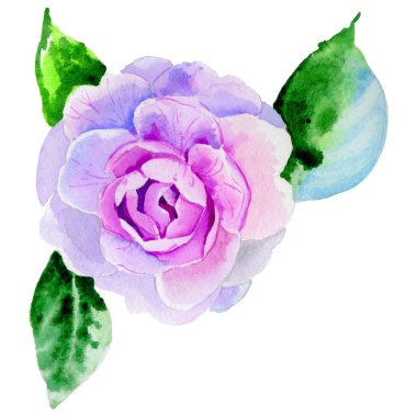 Kır çiçeği Şakayık, izole bir suluboya tarzında camelia çiçek.