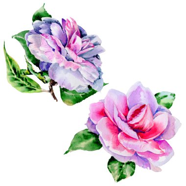 Kır çiçeği Şakayık, izole bir suluboya tarzında camelia çiçek.