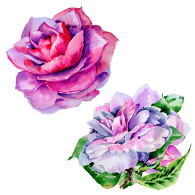 Kır çiçeği Şakayık, izole bir suluboya tarzında camelia çiçek.