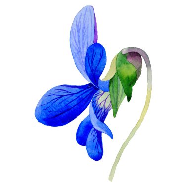 Kır çiçeği Viola papilionacea çiçek izole bir suluboya tarzında.