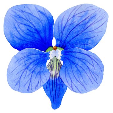 Kır çiçeği Viola papilionacea çiçek izole bir suluboya tarzında.