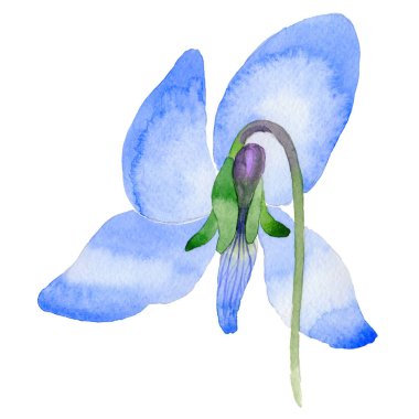 Kır çiçeği Viola papilionacea çiçek izole bir suluboya tarzında.