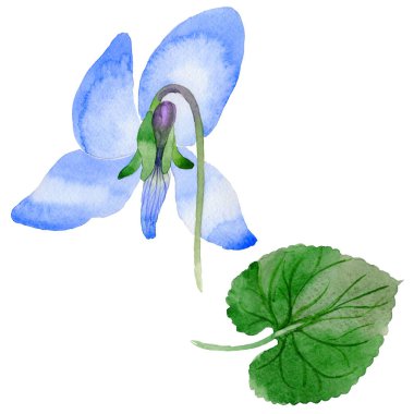 Kır çiçeği Viola papilionacea çiçek izole bir suluboya tarzında.