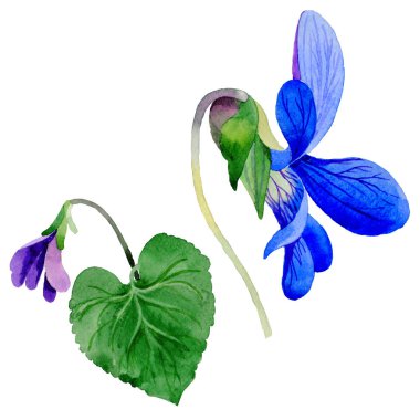 Kır çiçeği Viola papilionacea çiçek izole bir suluboya tarzında.