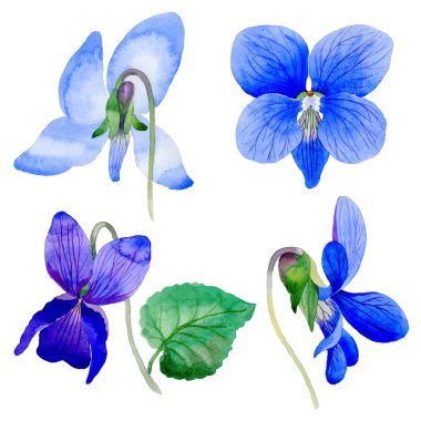 Kır çiçeği Viola papilionacea çiçek izole bir suluboya tarzında.
