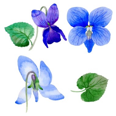 Kır çiçeği Viola papilionacea çiçek izole bir suluboya tarzında.