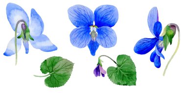 Kır çiçeği Viola papilionacea çiçek izole bir suluboya tarzında.