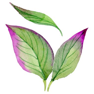 Kır çiçeği Cornus Florida çiçek izole bir suluboya tarzında.