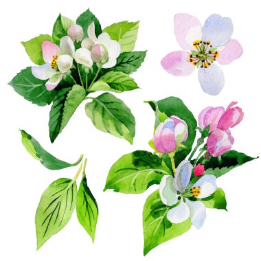 Kır çiçeği Malus çiçek izole bir suluboya tarzında.