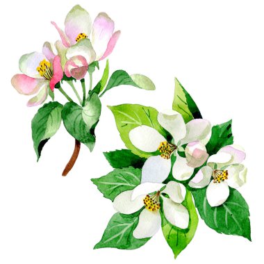 Kır çiçeği Malus çiçek izole bir suluboya tarzında.