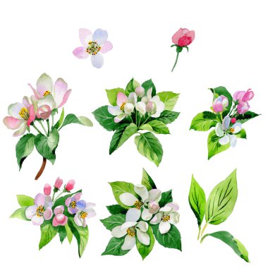 Kır çiçeği Malus çiçek izole bir suluboya tarzında.