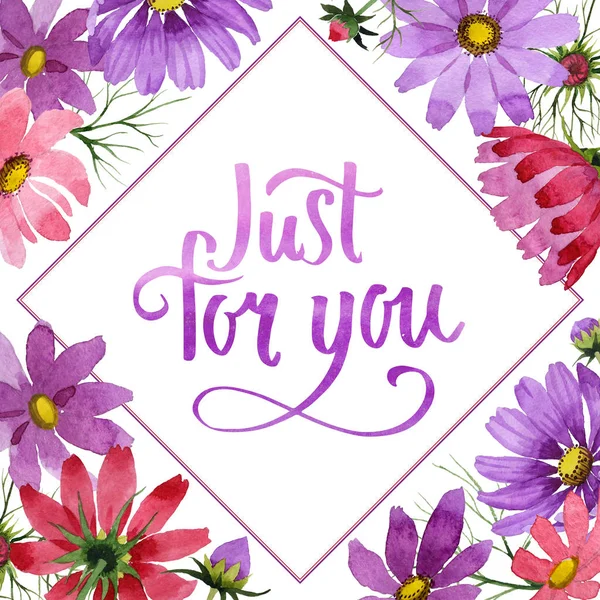 Kır çiçeği kosmeya çiçek çerçeve izole bir suluboya tarzında.