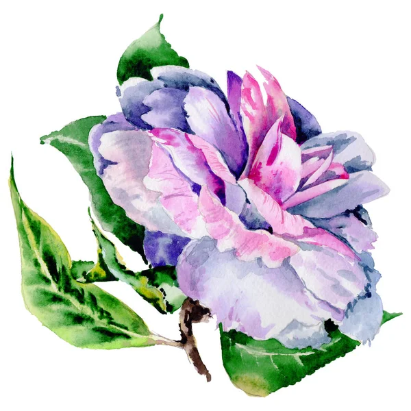 Peônia de flor silvestre, flor de camélia em um estilo aquarela isolado . — Fotografia de Stock