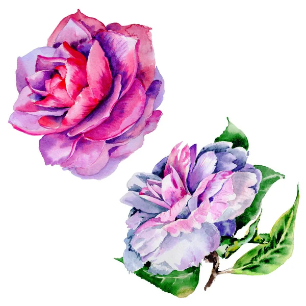 Kır çiçeği Şakayık, izole bir suluboya tarzında camelia çiçek.