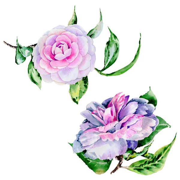 Wildflower peony, camelia flower in a watercolor style isolated. — Stock Photo, Image