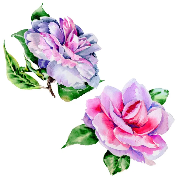 Kır çiçeği Şakayık, izole bir suluboya tarzında camelia çiçek.