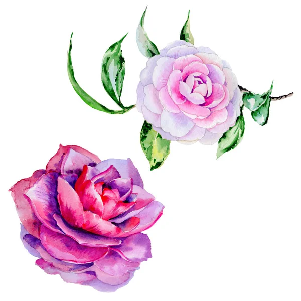 Wildflower peony, camelia flower in a watercolor style isolated. — Stock Photo, Image