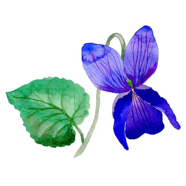 Kır çiçeği Viola papilionacea çiçek izole bir suluboya tarzında.