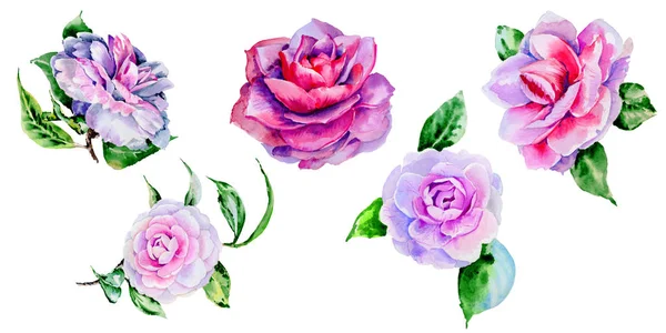 Kır çiçeği Şakayık, izole bir suluboya tarzında camelia çiçek.