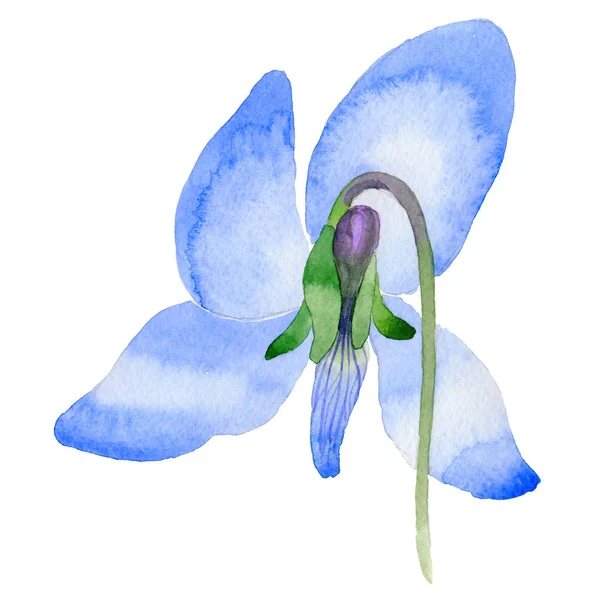 Kır çiçeği Viola papilionacea çiçek izole bir suluboya tarzında.