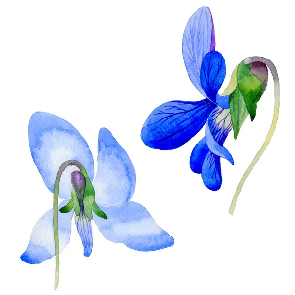 Kır çiçeği Viola papilionacea çiçek izole bir suluboya tarzında.