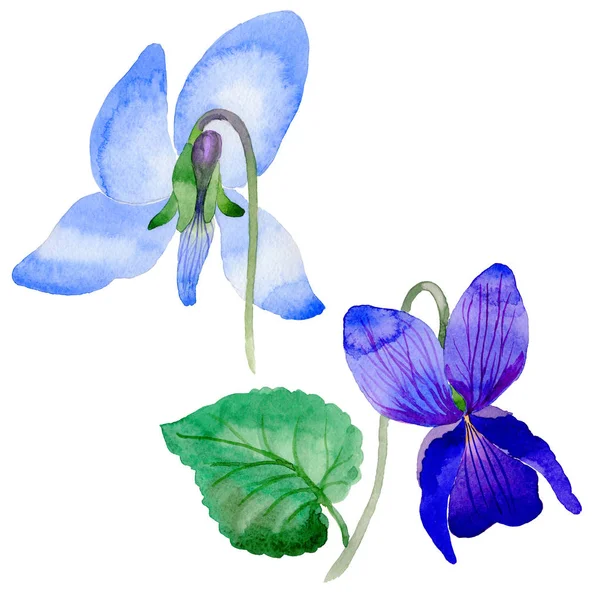 Kır çiçeği Viola papilionacea çiçek izole bir suluboya tarzında.