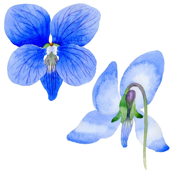 Kır çiçeği Viola papilionacea çiçek izole bir suluboya tarzında.