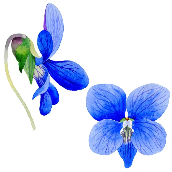 分離された水彩画のワイルドフラワー ヴィオラ papilionacea 花. — ストック写真