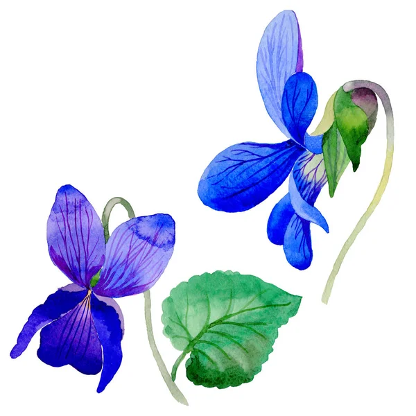 Fiore di campo Viola papilionacea fiore in stile acquerello isolato . — Foto Stock