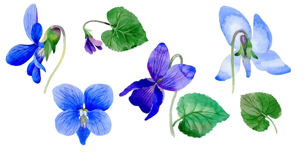 Wildflower Viola papilionacea flower in a watercolor style isolated. — Stock Photo, Image