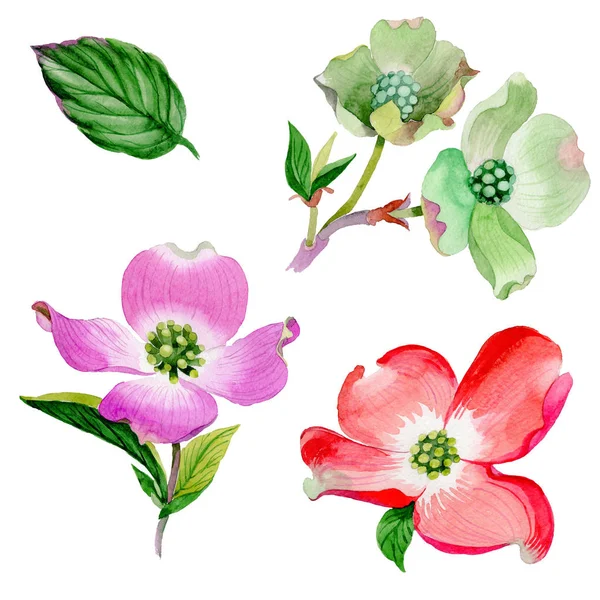 Wildflower Cornus Florida flower in a watercolor style isolated. — Stock Photo, Image