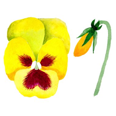 Kır çiçeği viola çiçek izole bir suluboya tarzında.