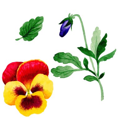 Kır çiçeği viola çiçek izole bir suluboya tarzında.