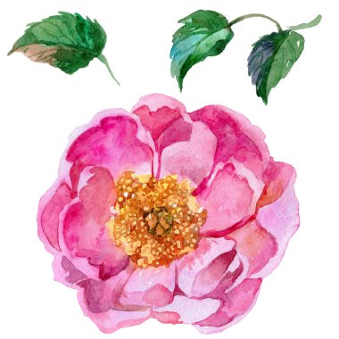 Kır çiçeği Şakayık çiçeği izole bir suluboya tarzında.