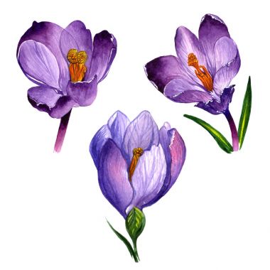 Kır çiçeği çiğdemler çiçek izole bir suluboya tarzında.