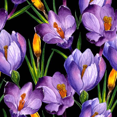 Kır çiçeği çiğdemler çiçek deseni izole bir suluboya tarzında.