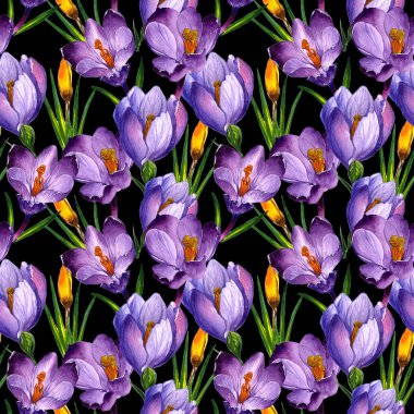 Kır çiçeği çiğdemler çiçek deseni izole bir suluboya tarzında.