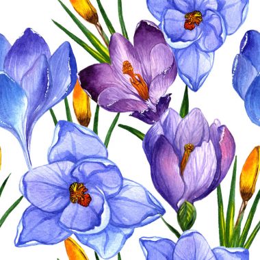 Kır çiçeği çiğdemler çiçek deseni izole bir suluboya tarzında.