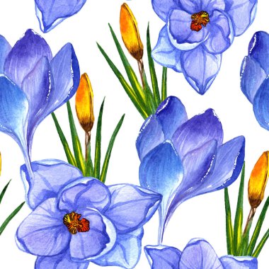 Kır çiçeği çiğdemler çiçek deseni izole bir suluboya tarzında.