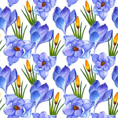 Kır çiçeği çiğdemler çiçek deseni izole bir suluboya tarzında.