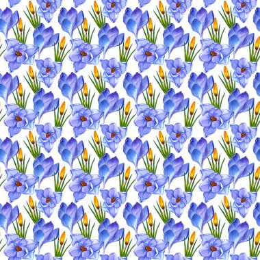Kır çiçeği çiğdemler çiçek deseni izole bir suluboya tarzında.
