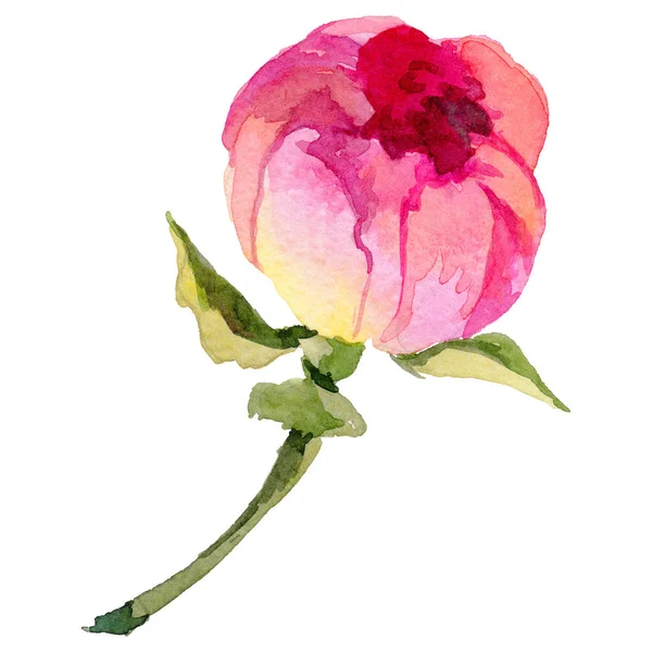 Wildflower peony flower in a watercolor style isolated. — Stock Photo, Image