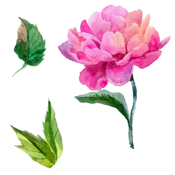 Wildflower peony flower in a watercolor style isolated. — Stock Photo, Image