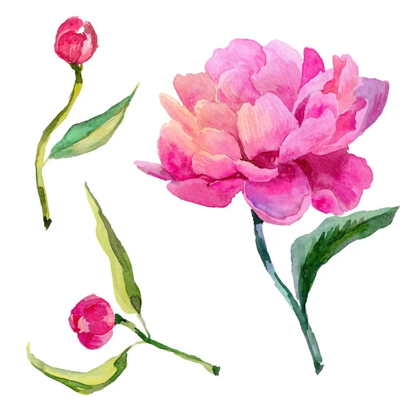 Flor de peônia de flor silvestre em um estilo aquarela isolado . — Fotografia de Stock