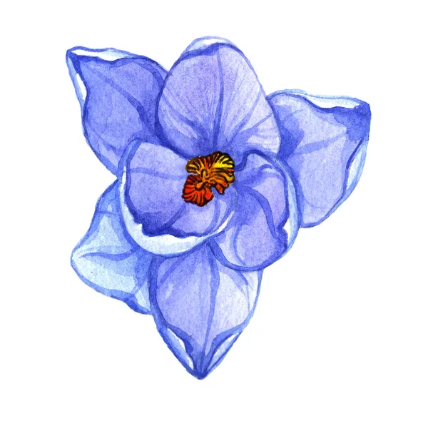 Wildflower crocuses flower in a watercolor style isolated. — Stock Photo, Image