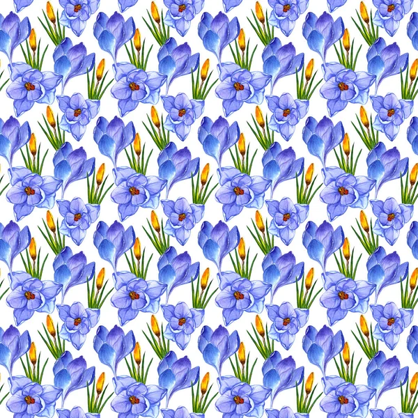 Wildflower crocuses flower pattern in a watercolor style isolated. — Stock Photo, Image