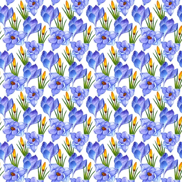 Crocus fleurs sauvages motif de fleurs dans un style aquarelle isolé . — Photo