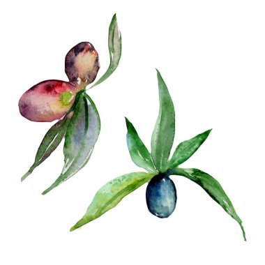 Zeytin ağacı izole bir suluboya tarzında.